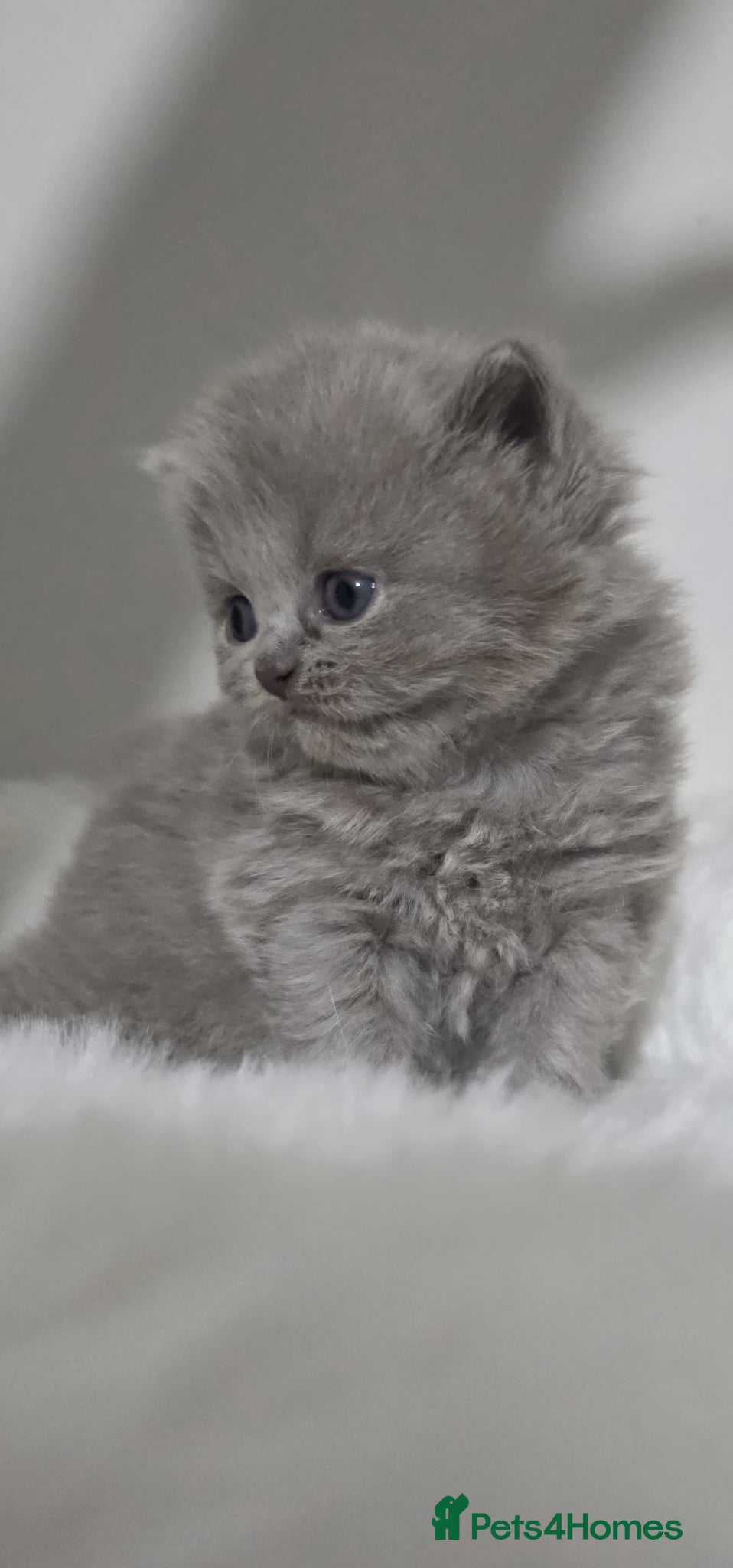 British Shorthair cats ** Last longhair female**Top quality GCCF kittens  - Advert 4