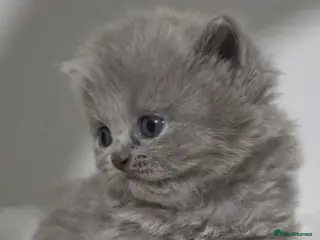 British Shorthair cats ** Last longhair female**Top quality GCCF kittens - Advert 3