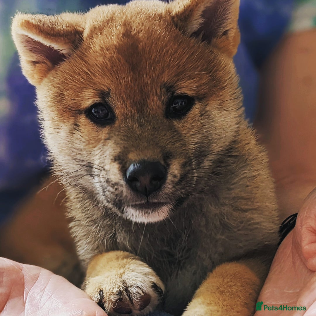 Japanese Shiba Inu dogs for stud: Japanese Shiba Inu in Swansea - Image 3