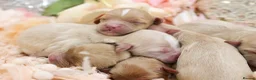 Cavapoo dogs for sale: Health Tested Cavapoo Puppies - Advert 8