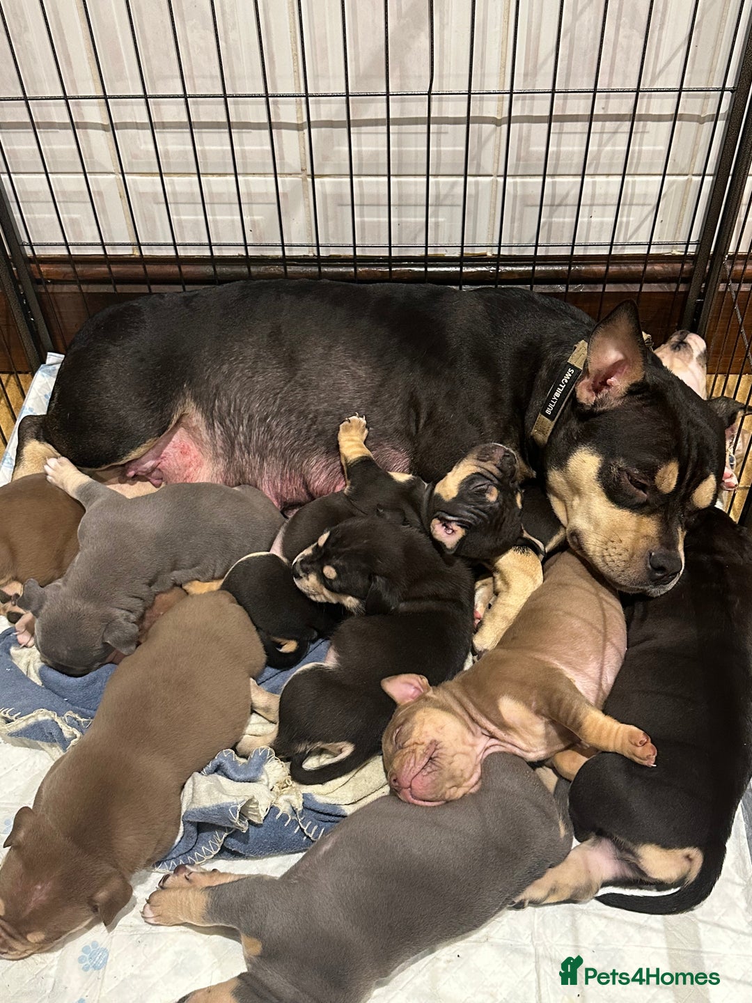 American Bully dogs for sale: Pocket bully - Advert 8