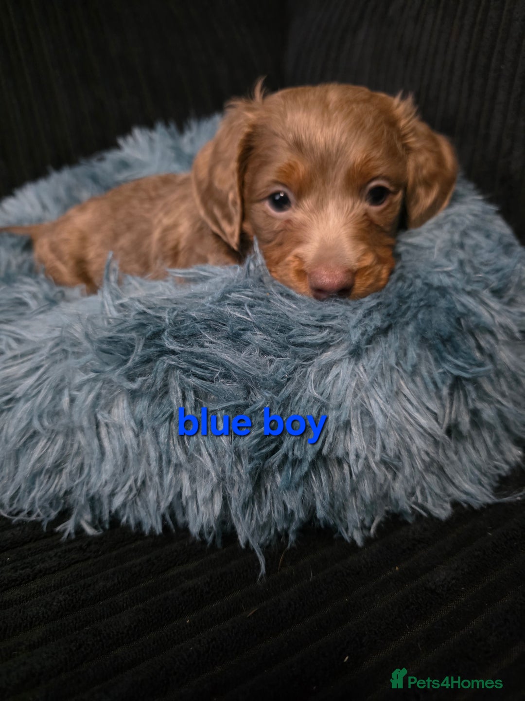 Miniature Dachshund dogs for sale: Isabella tan piebald long hair miniature dachshund - Advert 4
