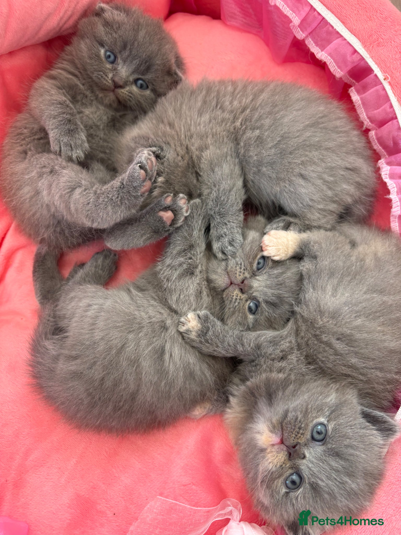 British Shorthair cats 🐻Beautiful bsh/scottish fold little bears 🐻  - Advert 16