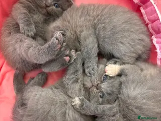 British Shorthair cats 🐻Beautiful bsh/scottish fold little bears 🐻 - Advert 16
