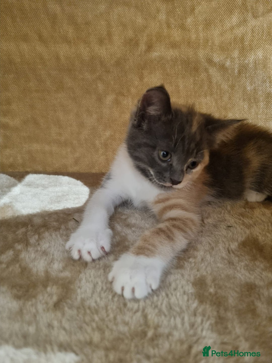 British Shorthair cats for sale: Lovely half British short hair - Advert 7