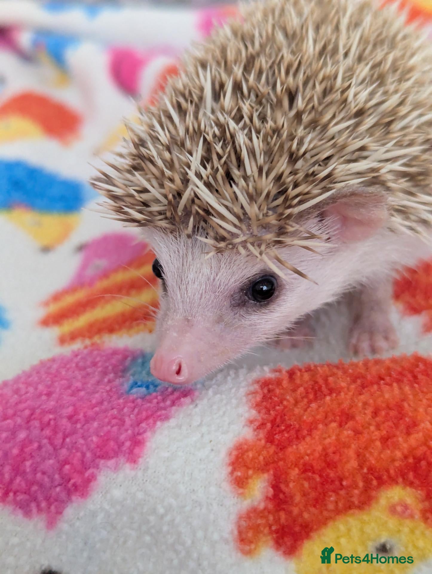 Pygmy Hedgehog rodents Stunning Hoglets 8 weeks old/Ready Now - Advert 1