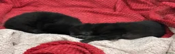 Mixed Breed cats for sale: Two beautiful black kittens  in Glasgow - Advert 2