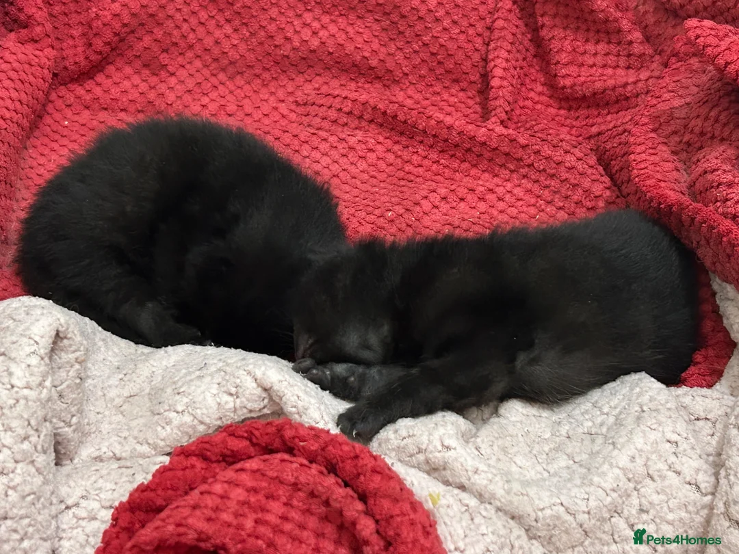 Mixed Breed cats for sale: Two beautiful black kittens  in Glasgow - Advert 2