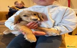 Cocker Spaniel dogs for sale: Cocker Spaniel Puppies  - Image 1