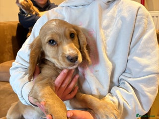 Cocker Spaniel dogs - Advert 19