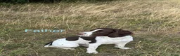 English Springer Spaniel dogs for sale: Working KC Springer Spaniel Puppies - Advert 11