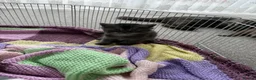 British Shorthair cats for sale: Very friendly and caring cat needs to be rehomed  - Advert 6