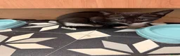 Mixed Breed cats for sale: Beautiful kittens  in Leeds - Advert 8