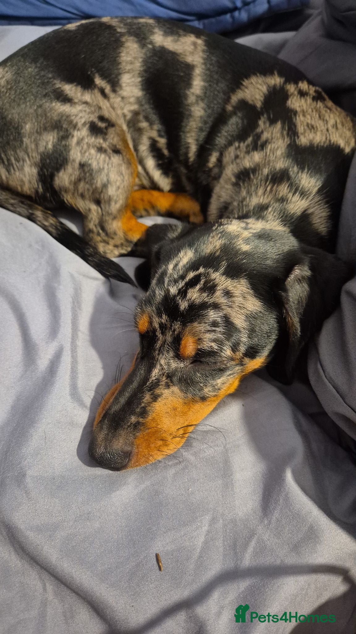 Miniature Dachshund dogs 🐾​Elite KC One left Reduced from 1400!🐾 - Advert 18