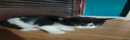 Mixed Breed cats for sale: 4 kitten looking for lovely home  - Advert 18