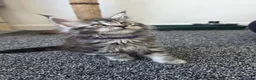 Maine Coon cats for sale: Maine coon pedigree kittens  - Advert 17