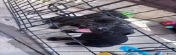 Mixed Breed dogs for sale: Staffy cross lurches  in Wolverhampton - Advert 12