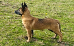 Belgian Shepherd Dog dogs for sale: Malinois / herder male pup with MEGA bloodlines  - Image 2