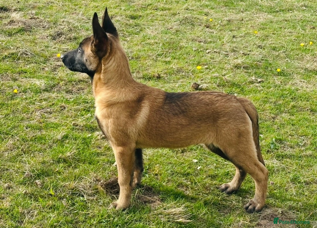 Belgian Shepherd Dog dogs for sale: Malinois / herder male pup with MEGA bloodlines  - Image 2