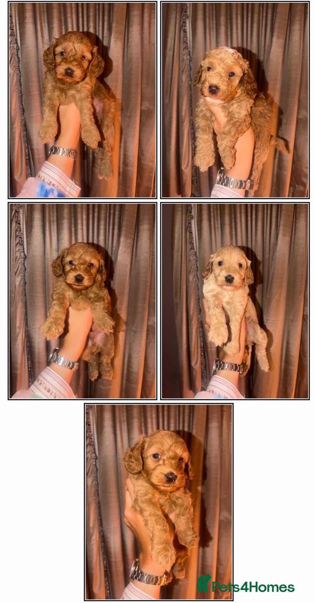 Cockapoo dogs Beautiful cockapoo puppies 🐶  - Advert 6