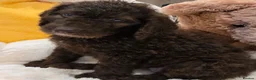 Mixed Breed dogs for sale: Stunning St Berdoodle Puppies 🐾 - Advert 8