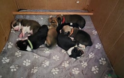 Mixed Breed dogs for sale: Beautiful collie x kelpie puppies  - Image 20
