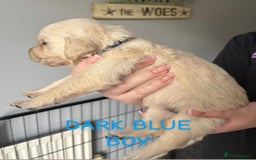 Golden Retriever dogs for sale: Quality KC golden retriever puppies  - Image 10