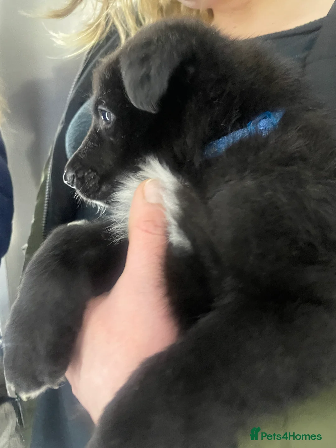 German Shepherd dogs for sale: For sale  - Advert 5