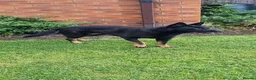 German Shepherd dogs for sale: Female german shepherd  - Advert 3
