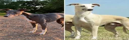 Whippet dogs for sale: Confirmed 5 Whippet Pups  in Doncaster - Advert 4