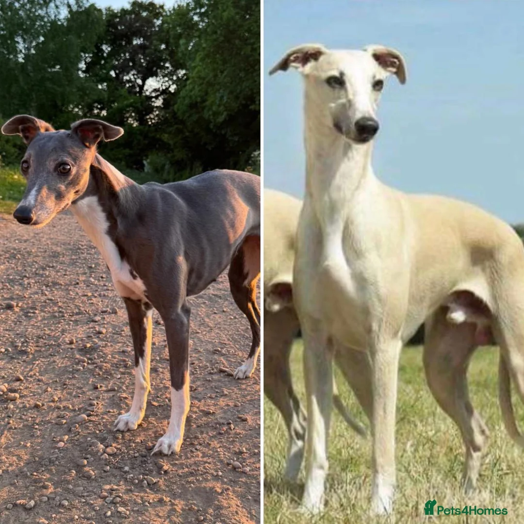Whippet dogs for sale: Confirmed 5 Whippet Pups  in Doncaster - Advert 4