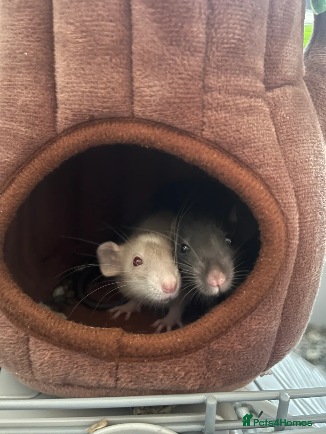 Rat rodents for sale: 2 Dumbo rats - Advert 2