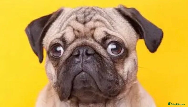 Pug dogs Pug dog in Walsall - Advert 5