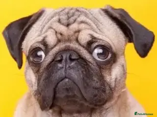 Pug dogs Pug dog in Walsall - Advert 1