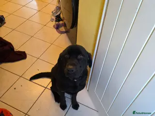 Labrador Retriever dogs Bandit - Advert 8