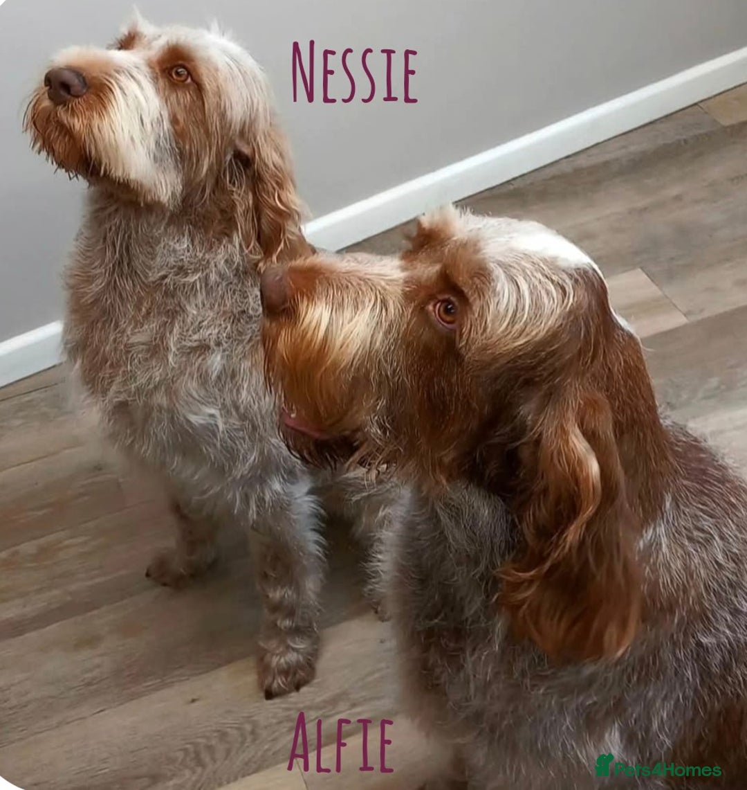 Italian Spinone dogs for sale: A beautiful litter of Italian Spinones  - Image 11