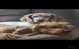 Cocker Spaniel dogs for sale: 3 boy Golden Cocker Spaniel puppies  - Image 9