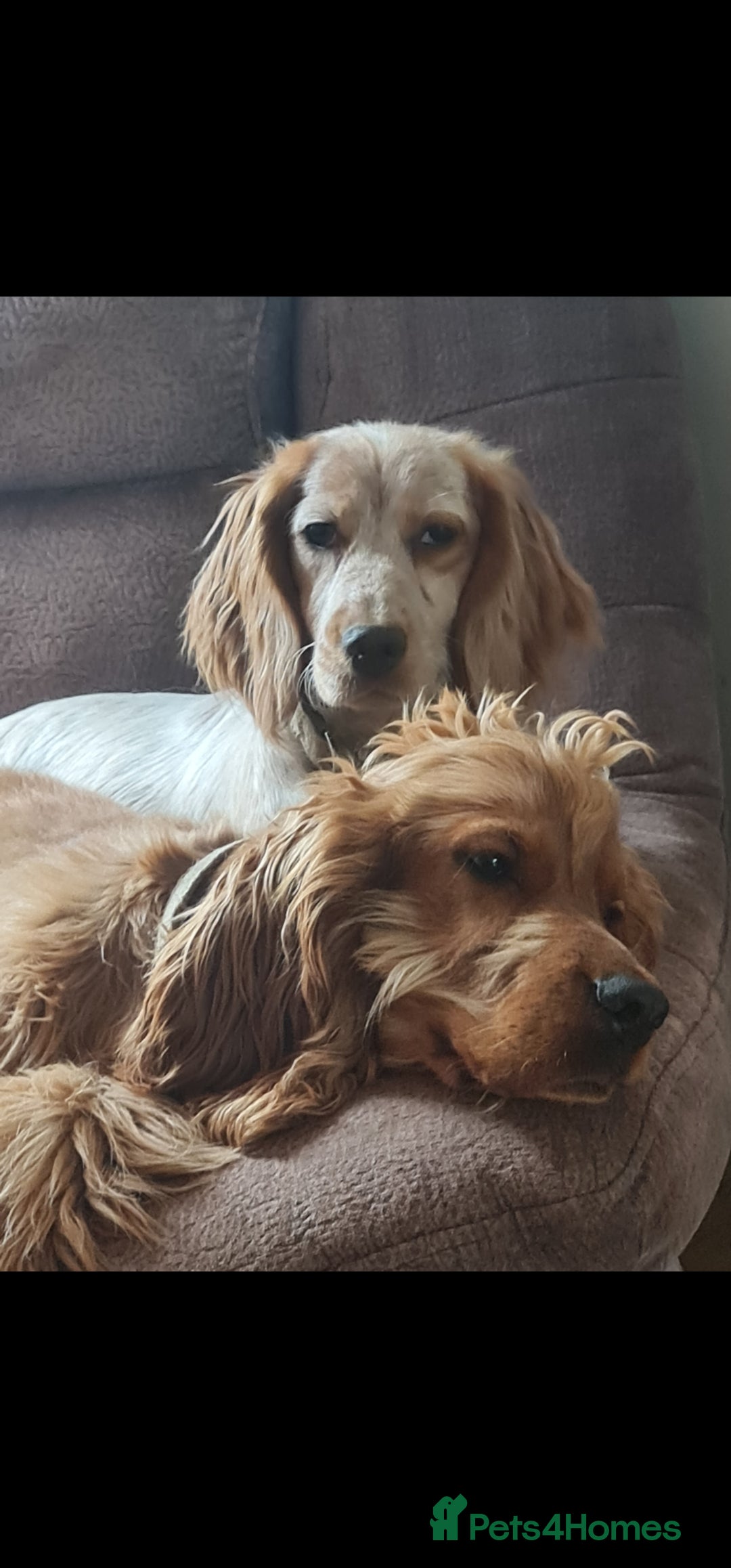 Cocker Spaniel dogs for sale: 3 boy Golden Cocker Spaniel puppies  - Image 9