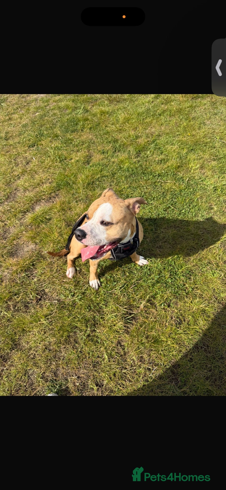 Mixed Breed dogs Xl cross Staffordshire Bull Terrier - Advert 1