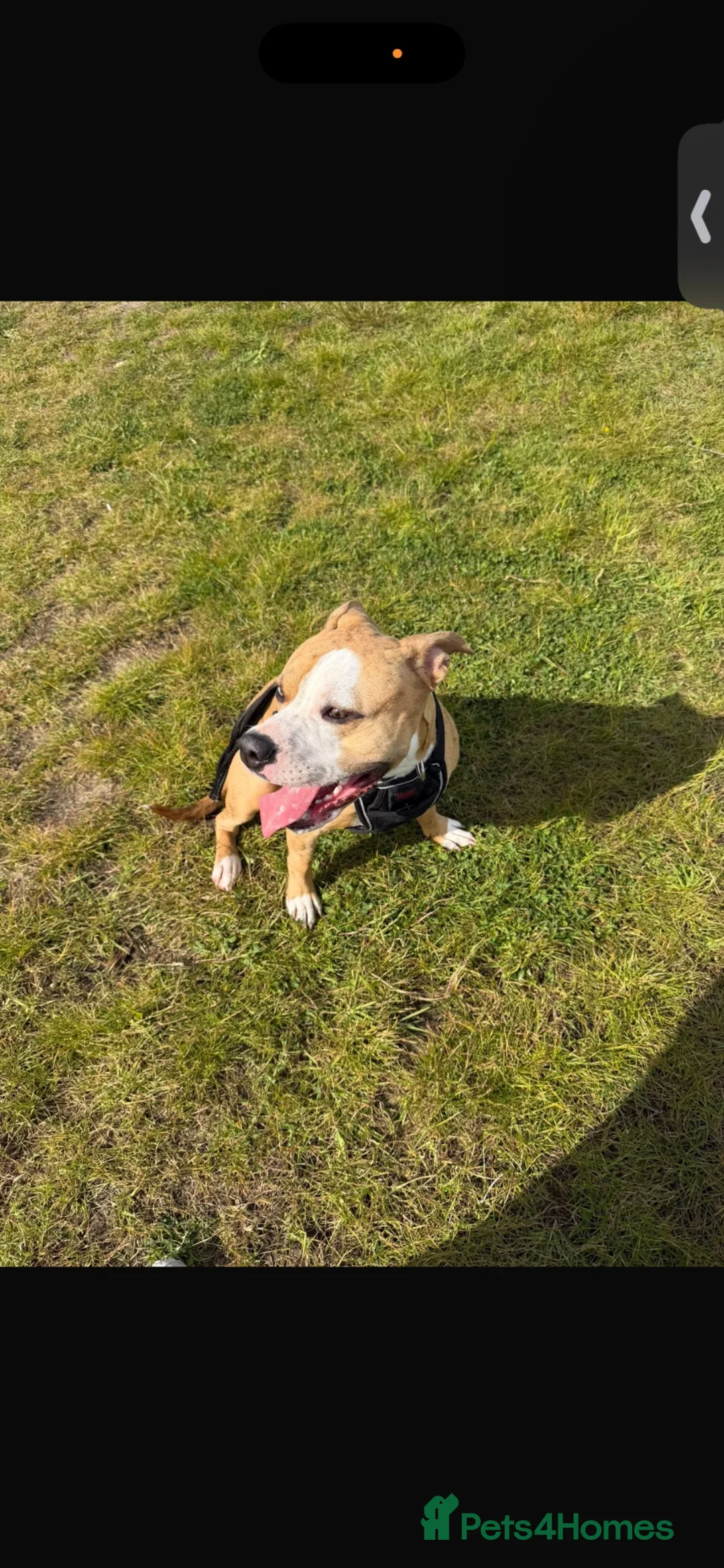 Mixed Breed dogs for sale: Xl cross Staffordshire Bull Terrier in Grimsby - Advert 1