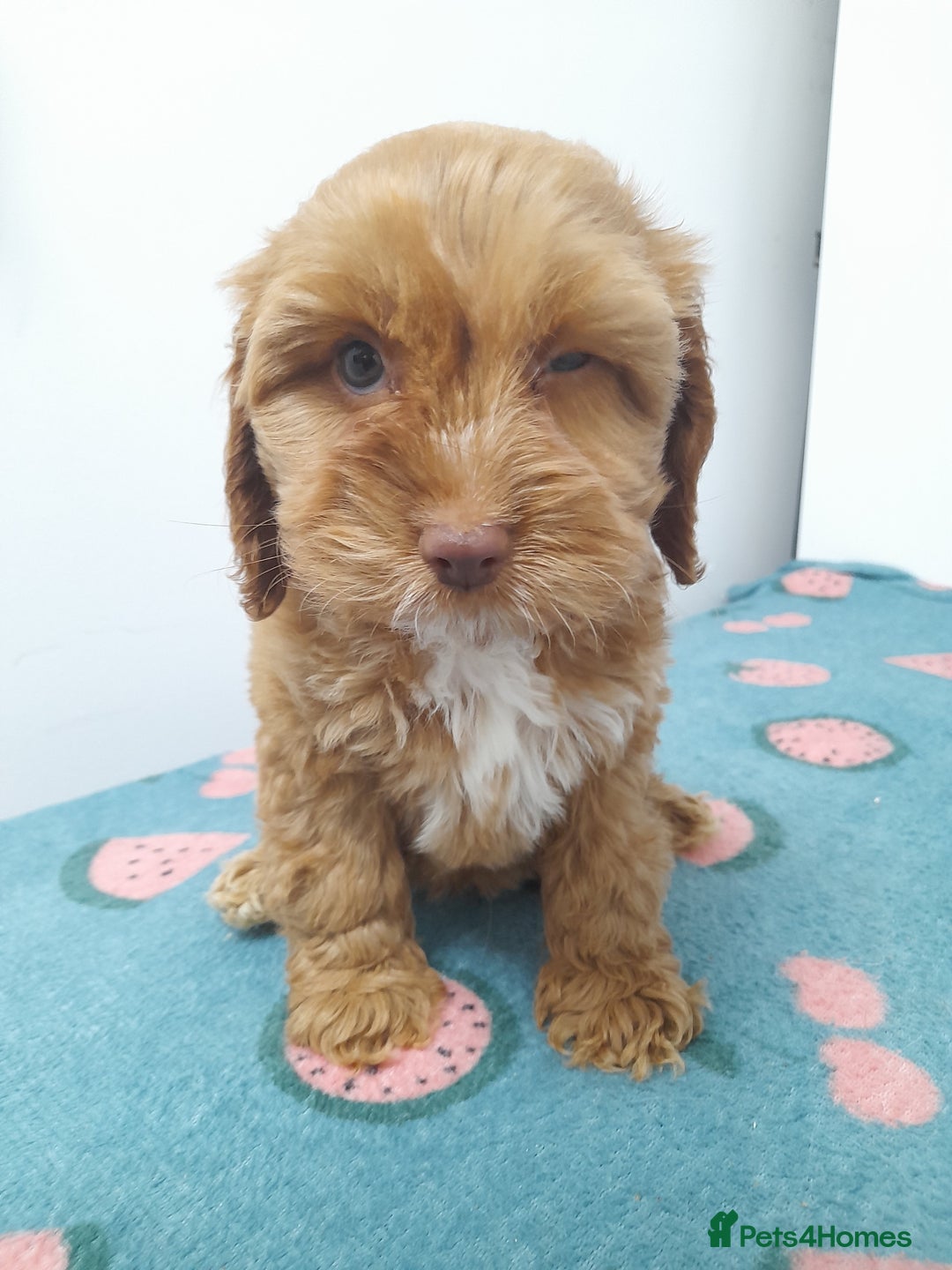Cockapoo dogs for sale: Beautiful cockapoo puppies ready now - Advert 14