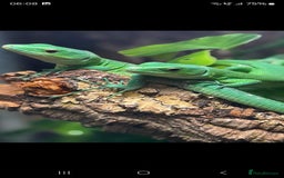 Lizard reptiles for sale: Gastropholis prasina  - Image 2