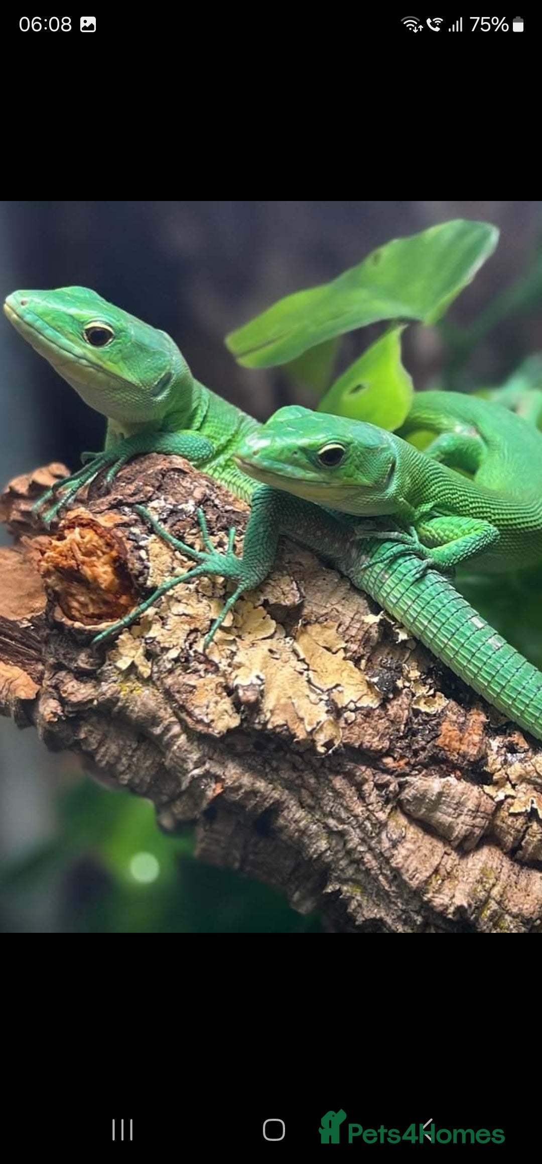 Lizard reptiles for sale: Gastropholis prasina  - Image 2