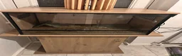 Tortoise reptiles for sale: Horsefield tortoise  in Stourbridge - Advert 4