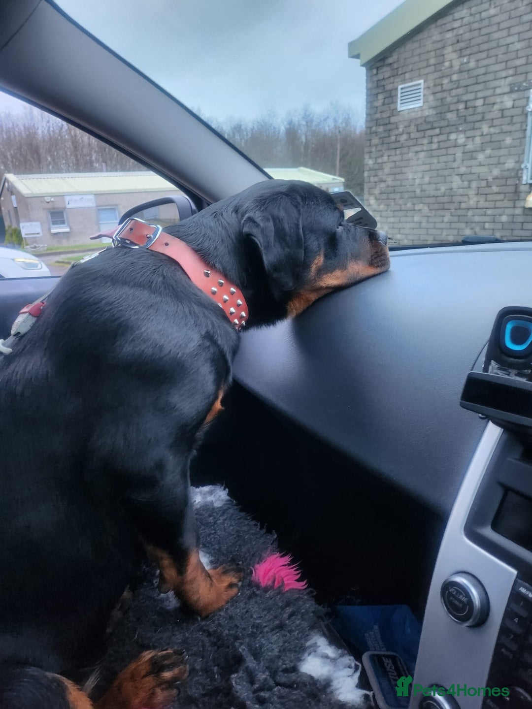 Rottweiler dogs for sale: KC chunky rottweiler puppies - Advert 13