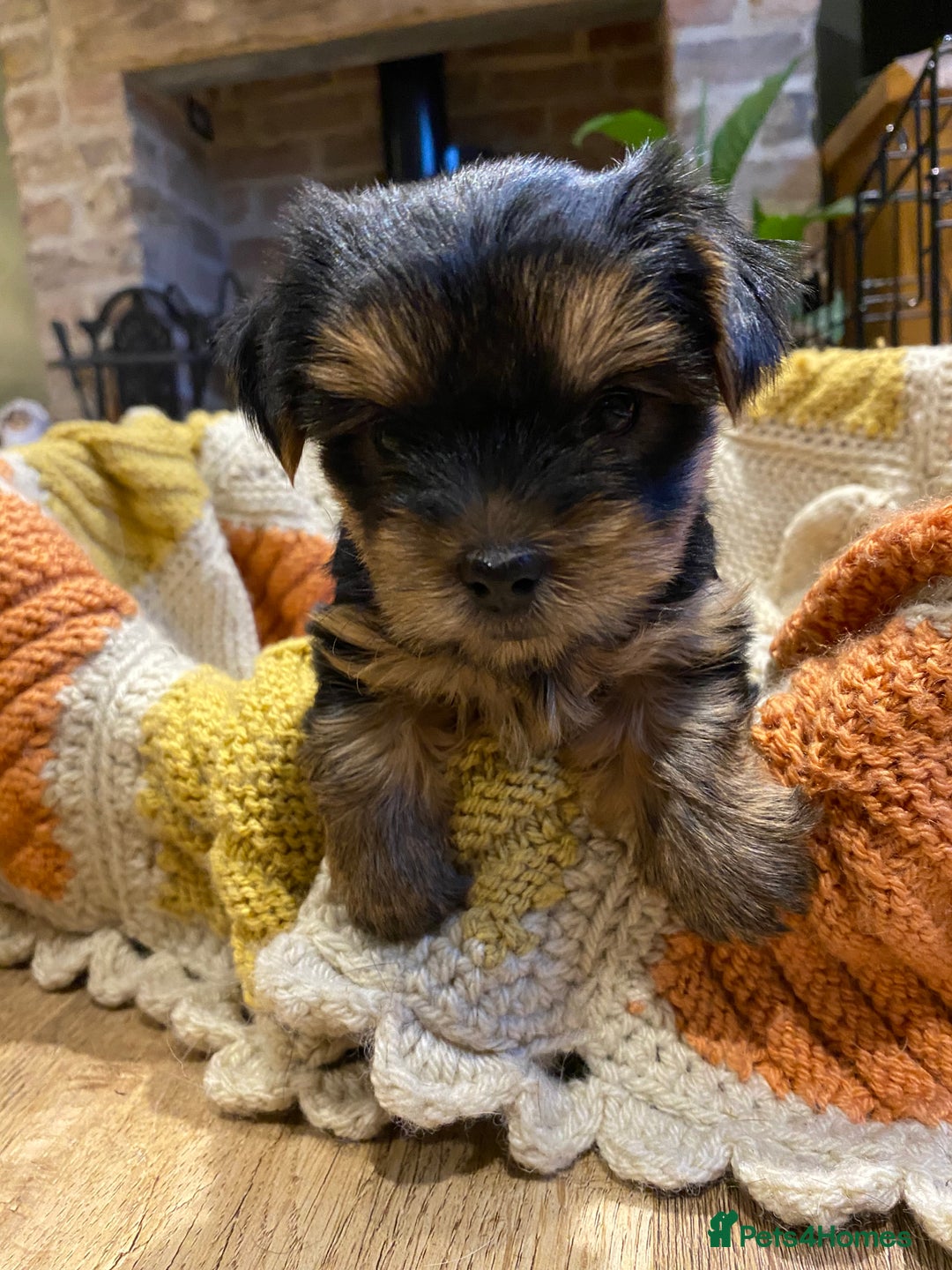Yorkshire Terrier dogs for sale: KC Registered Yorkshire Terrier Puppies  - Advert 6