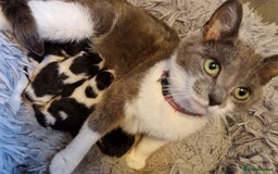 Mixed Breed cats for sale: £50 for a pair READY NOW 8 week old kittens - Image 12