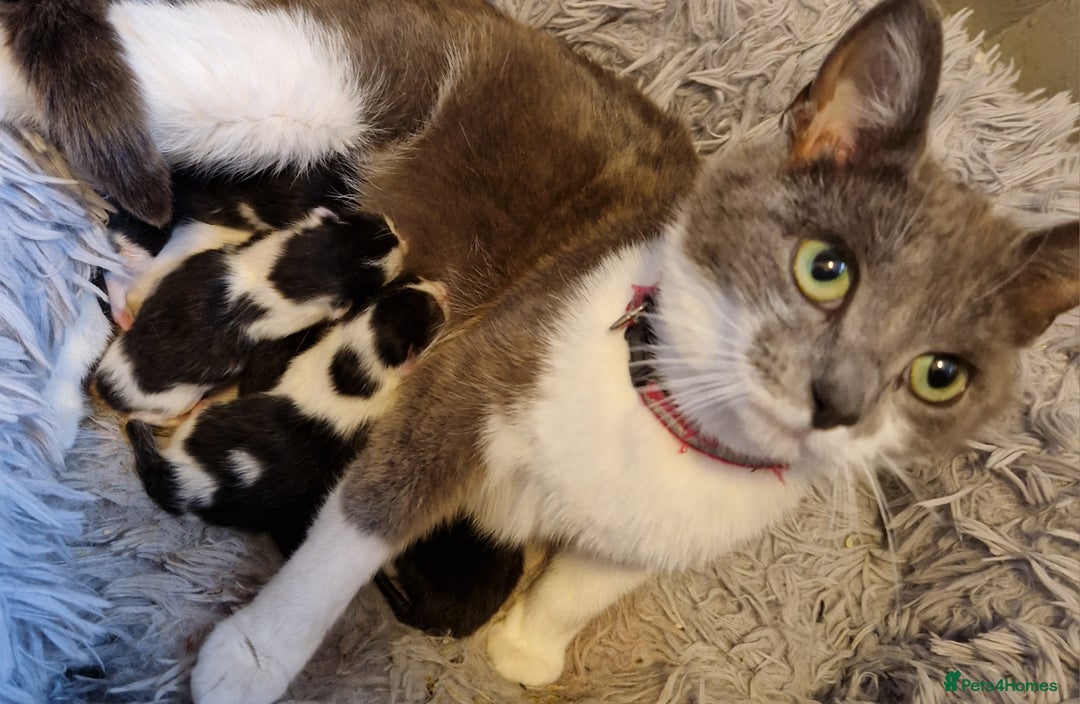 Mixed Breed cats for sale: £50 for a pair READY NOW 8 week old kittens - Image 12