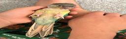 Conures birds for sale: Ready Now: Hand-Reared Baby Conures - Advert 9
