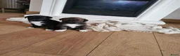Mixed Breed dogs for sale: Staffie cross German shepard pups  - Advert 5